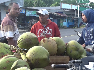 Harga Naik, Sentra Kelapa Lumajang Diserbu Pembeli dari Luar Kota Harga Naik, Sentra Kelapa Lumajang Diserbu Pembeli dari Luar Kota
