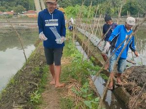 Para Petani di Pangandaran Cari Lubang untuk Basmi Hama Tikus Para Petani di Pangandaran Cari Lubang untuk Basmi Hama Tikus