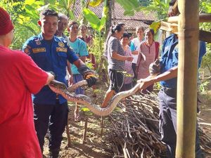Gagal Mangsa Ayam, Ular Sanca 2,5 Meter Diangkut Damkar Kulon Progo Gagal Mangsa Ayam, Ular Sanca 2,5 Meter Diangkut Damkar Kulon Progo