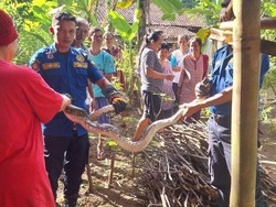 Gagal Mangsa Ayam, Ular Sanca 2,5 Meter Diangkut Damkar Kulon Progo