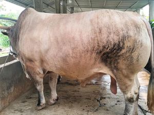 Presiden Prabowo Kurban Sapi Simental Bobot 1 Ton di Palu Sulteng Presiden Prabowo Kurban Sapi Simental Bobot 1 Ton di Palu Sulteng