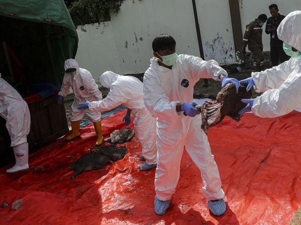 2,9 Ton Daging Babi Hutan Selundupan Dimusnahkan di Cilegon