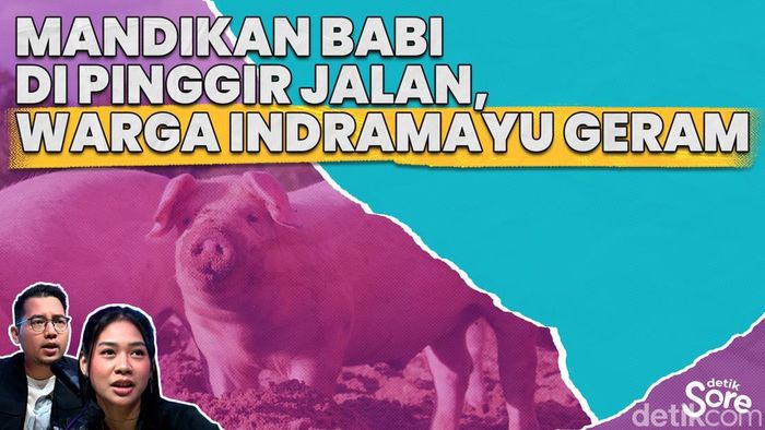 Usai Viral Tidak Ada Lagi Supir Truk Mandikan Babi di Pinggir Jalan 
