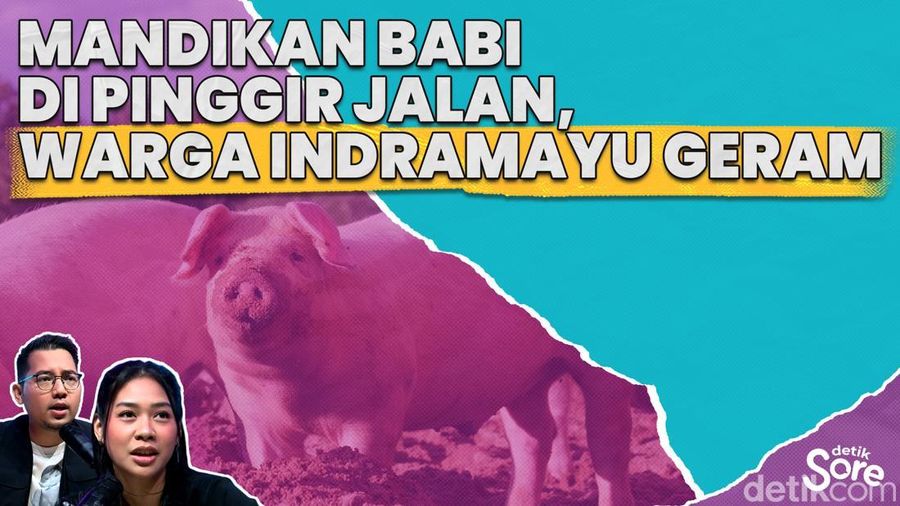 Usai Viral Tidak Ada Lagi Supir Truk Mandikan Babi di Pinggir Jalan 