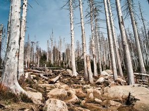 Kemerdekaan yang Belum Utuh: Tantangan Iklim di Usia 80 Tahun Indonesia Kemerdekaan yang Belum Utuh: Tantangan Iklim di Usia 80 Tahun Indonesia