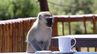 5 Fakta Kopi dari Lepehan Monyet yang Karakternya Unik