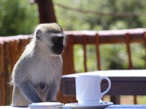 5 Fakta Kopi dari Lepehan Monyet yang Karakternya Unik 5 Fakta Kopi dari Lepehan Monyet yang Karakternya Unik