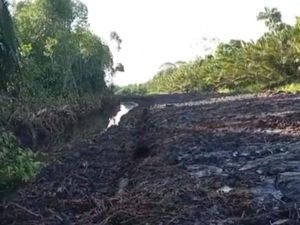 Bupati Kubu Raya Terseret Dugaan Jual Beli Lahan Mangrove, Ini Kata Pemkab