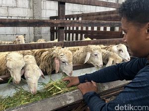 Menengok Peternakan Kambing di Mojokerto yang Berikan Garansi Kematian
