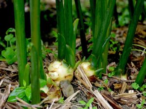 9 Tanaman Obat yang Wajib Ada di Rumah Beserta Manfaatnya