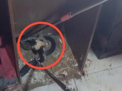 Geger, Ular Kobra 2 Meter Sembunyi Dalam Lemari Gudang Rumah Warga Gorontalo