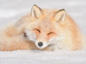 10 Foto Hewan yang Terlalu Imut, Kamu Harus Lihat 10 Foto Hewan yang Terlalu Imut, Kamu Harus Lihat