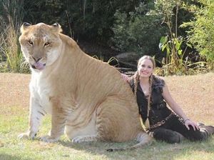 Sulit Dipercaya! 15 Hewan Hybrid Unik Ini Benar-benar Ada di Dunia