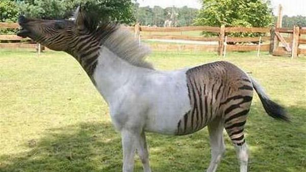 Potret 15 Hewan Kawin Silang Paling Unik dan Sungguhan Ada