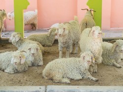 Warga Sukabumi Berburu Hewan Kurban, Harga Domba Mulai Rp2,5 Juta