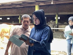 Dongkrak Penjualan Jelang Idul Adha, Pedagang Sapi Kulon Progo Rekrut SPG