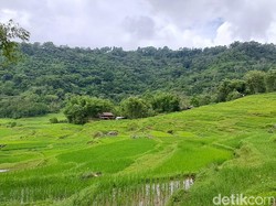 Menakar Kemampuan Kaltim Capai Target Swasembada Pangan Berdasarkan Data BPS