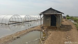 Potret Kampung Garam di Indramayu yang Masih Tertidur