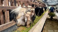 Peternakan Kambing di Mojokerto Mulai Ramai Pembeli Jelang Idul Adha