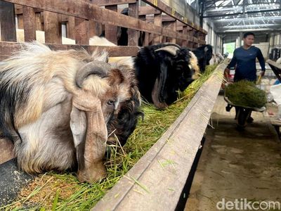 Peternakan Kambing di Mojokerto Mulai Ramai Pembeli Jelang Idul Adha