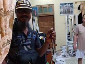 Ibu di Klaten Dikagetkan Desisan Kobra Saat Ganti Popok Bayi