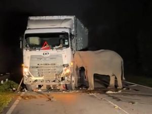 Viral Anak Gajah Mati Tertabrak Truk, Induk Bergeming Tak Mau Pergi Viral Anak Gajah Mati Tertabrak Truk, Induk Bergeming Tak Mau Pergi