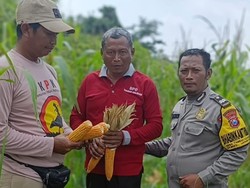 Dukung Ketahanan Pangan Nasional, Polsek Jabon Sidoarjo Tanam Jagung