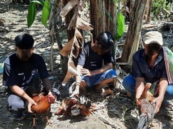 Polisi Gerebek Judi Sabung Ayam di Barru, 3 Orang Diamankan-6 Motor Disita