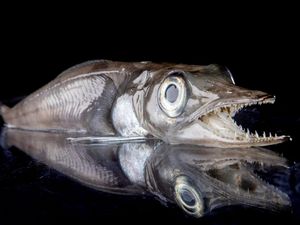 Aneka Hewan Misterius yang Ditemukan di Kedalaman Antartika Aneka Hewan Misterius yang Ditemukan di Kedalaman Antartika