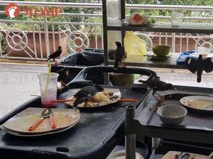 Jorok! Di Pujasera Ini Banyak Burung Gerogoti Makanan Sisa