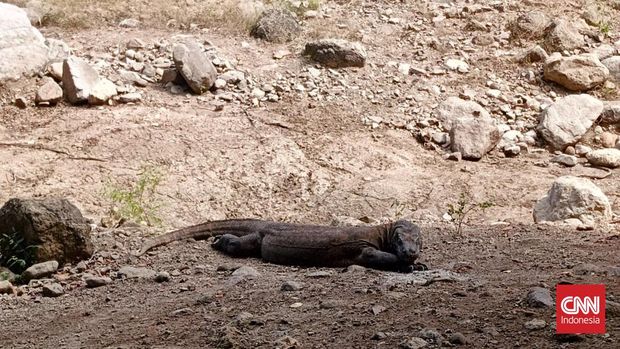 Seekor komodo yang berada di Desa Komodo, Manggarai Barat, NTT. BNTK menyatakan sedikitnya ada 3 ribu lebih komodo hidup di  lima pulau besar di daerah tersebut.