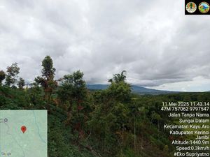 Ladang Ganja di Kaki Gunung Kerinci Berada di Luar Taman Nasional Ladang Ganja di Kaki Gunung Kerinci Berada di Luar Taman Nasional