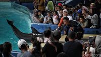 Menikmati Libur Waisak dengan Melihat Atraksi Lumba-lumba