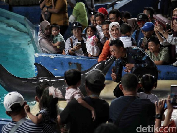 Menikmati Libur Waisak dengan Melihat Atraksi Lumba-lumba