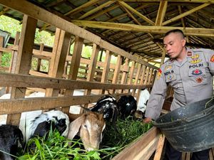 Sukses Ternak Kambing dan Domba, Polisi Pekalongan Ini Menginspirasi Warga Sukses Ternak Kambing dan Domba, Polisi Pekalongan Ini Menginspirasi Warga