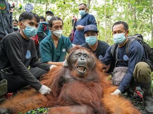 Habitat Jadi Lahan Sawit, Orangutan Muncul di Permukiman Warga Ketapang Habitat Jadi Lahan Sawit, Orangutan Muncul di Permukiman Warga Ketapang