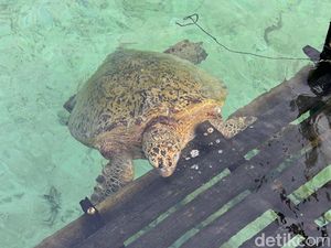 Viral Video Penyu Dewasa Mati di Pulau Derawan, CAN Selidiki Viral Video Penyu Dewasa Mati di Pulau Derawan, CAN Selidiki