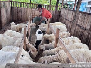 Peternak di Sidoarjo Manfaatkan Limbah Kulit Singkong, Ini Manfaatnya Peternak di Sidoarjo Manfaatkan Limbah Kulit Singkong, Ini Manfaatnya