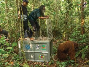 Orangutan yang Muncul di Permukiman Ditranslokasi ke Hutan Lindung Gunung Tarak Orangutan yang Muncul di Permukiman Ditranslokasi ke Hutan Lindung Gunung Tarak