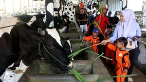 Senangnya Anak-anak Wisata Edukasi di Kampung Susu Tulungagung