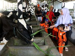 Senangnya Anak-anak Wisata Edukasi di Kampung Susu Tulungagung Senangnya Anak-anak Wisata Edukasi di Kampung Susu Tulungagung