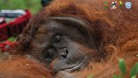 Perjalanan Orangutan di Ketapang Kembali ke Rimba