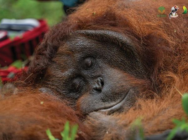 Perjalanan Orangutan di Ketapang Kembali ke Rimba