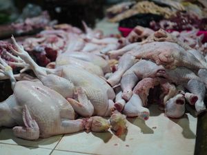 Makan Ayam Bisa Picu Kanker? Begini Temuan Riset dan Cara Mengartikannya Makan Ayam Bisa Picu Kanker? Begini Temuan Riset dan Cara Mengartikannya