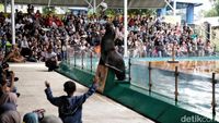 Atraksi Singa Laut Hibur Pengunjung Ancol