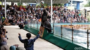 Atraksi Singa Laut Hibur Pengunjung Ancol