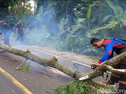 BPBD Pandeglang Tebang Belasan Pohon karena Rawan Tumbang
