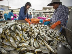 Harga Ikan di Pasar Kebun Lada Binjai Turun Usai Banjir, Pembeli Berebut