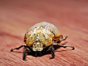 Banyak Bubuk Kayu di Sekitar Perabotan? Bisa Jadi Ulah Kumbang Satu Ini Banyak Bubuk Kayu di Sekitar Perabotan? Bisa Jadi Ulah Kumbang Satu Ini