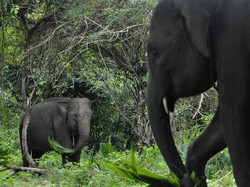 Derita Bocah SD di Pekanbaru: Diserang Gajah-Dilarikan ke RS